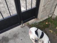 11 Aylık French Bulldog Sahiplendirilecektir