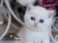 Beyaz Melek Silver British Shorthair Ns133