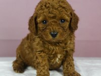 Mini Boy Red Toy Poodle Bebeğim