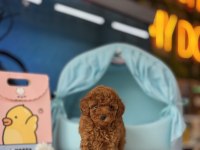 Toy Poodle Irk Ve Sağlık Garantili