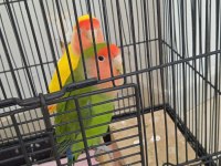 Sevda papağanımız