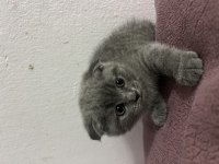 Scottish Fold Blue Point Bebekler