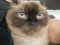 British siyam kırması 2 saf ırk