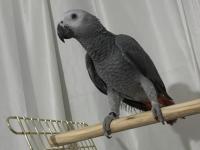 2025 bilezikli evcil jako papağanı