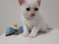 Erkek British Shorthair Sevimli Yavru 47 Günlük