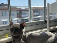 Sevimli British Shorthair Kızımız İçin Yuva Arıyoruz