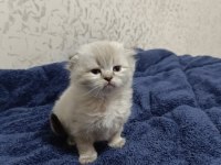 British Longhair Kardeşler Sahiplendirilecektir