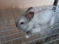 Safkan Cüce Tavşanı