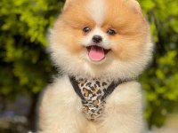 Safkan Pomeranian Boo Yavrularımız