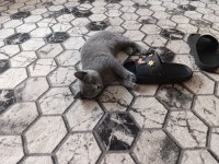 Orjinal 52 Günlük British Shorthair