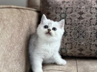 Özel Yetiştirilmiş Wcf Kayıtlı British Shorthair Yavru