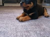 Şecereli Rottweiler Yavrularımız Yeni Ailesini Bekliyor