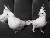 Beyaz Yavru Sultan Papağanları