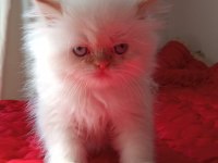 İran Kedisi 2 Aylık Yavrular