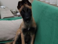 Belçika kurdu malinois 3 aylık