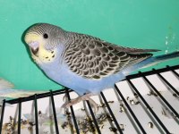 Yeni Yeme Düşmüş Muhabbet Kuşu Yavrular