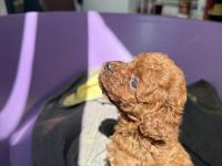 50 Günlük Dişi Kore Toy Poodle