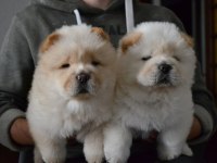Chow chow cinsi köpekler