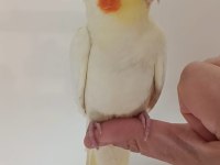 Lutino sultan papağanı sağlıklı