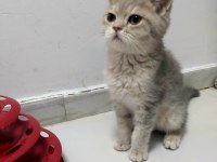 Teslime Hazır British Shorthair Yavrular