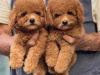 Kore kan redbrown poodle bebekler