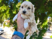 Sevimli Maltipoo Yavrularımız İçin Ulaşın