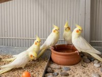 Fethiye Sultan Papağanı Yavruları