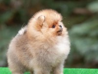 Ayı Surat Pomeranian Yavruları