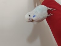 Jumbo Kırığı Dişi Muhabbet Kuşu