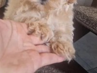 A Kalite Maltipoo Bebekler