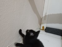 Ücretsiz Yavru Kedimiz