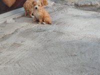 Kendi Köpeğimin Yavruları