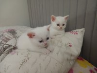 Safkan British Shorthair Erkek