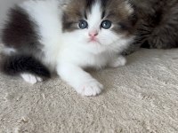 Özenle Büyütülen British Longhair Yavrularımız