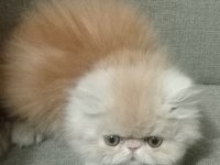 Safkan Şecereli İran Kedisi Bebekler