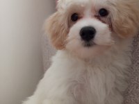 Köpeğimiz için acil ilan