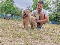 Üreticiden Çin Aslanı Chow Chow Bebekler