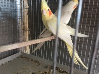 Yetişkin sultan papağanı hazır çift