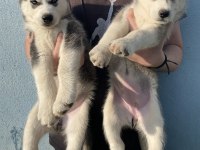 Orijinal Sibirya Kurdu Yavruları