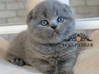 Ayıcık Surat Gri Scottish Fold Shorthair