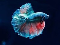 Betta Balıklarımız Sağlıklı Irk Garantidir