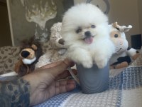 Ayı Surat Pomeranian Boo Yavrularımız