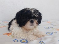 Ev ortamında büyüyen shih tzu köpekler