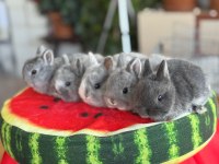 Cüce Ve Lop Irkı Tavşanlar Mevcuttur