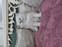 British Longhair Silver Blue Point