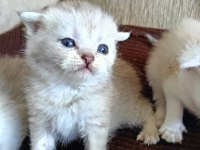 Gerçek Güzelliği Arayanlara Kedi Yavrularımız Rezerveye Açıldı