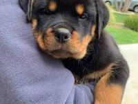 Sağlık Ve Irk Garantili Rottweiler Köpekler
