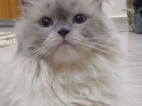 3 yaşında ragdoll kızımıza yuva arıyoruz