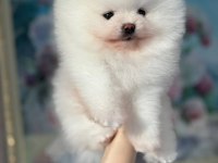 Pomeranian Boo Teddy Bear Yavrularımız