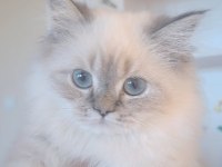 Cana Yakın Oyuncu British Yavrular